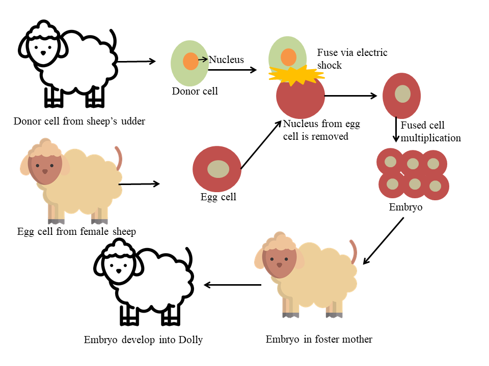 Cloning Dolly Sheep - Genetic Engineering