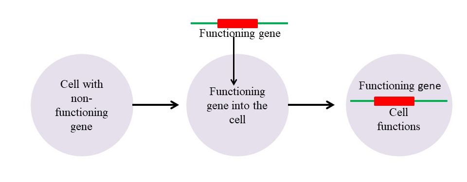 Gene Therapy to fix genes - Genetic Engineering